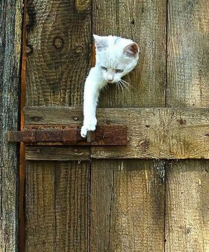 39 Cat Photos So Adorable And Chaotic They Might Just Fix Your Bad Mood Instantly