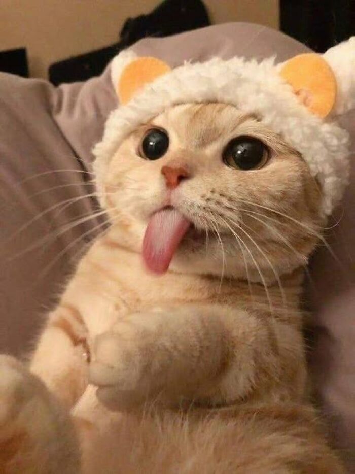 39 Cat Photos So Adorable And Chaotic They Might Just Fix Your Bad Mood Instantly