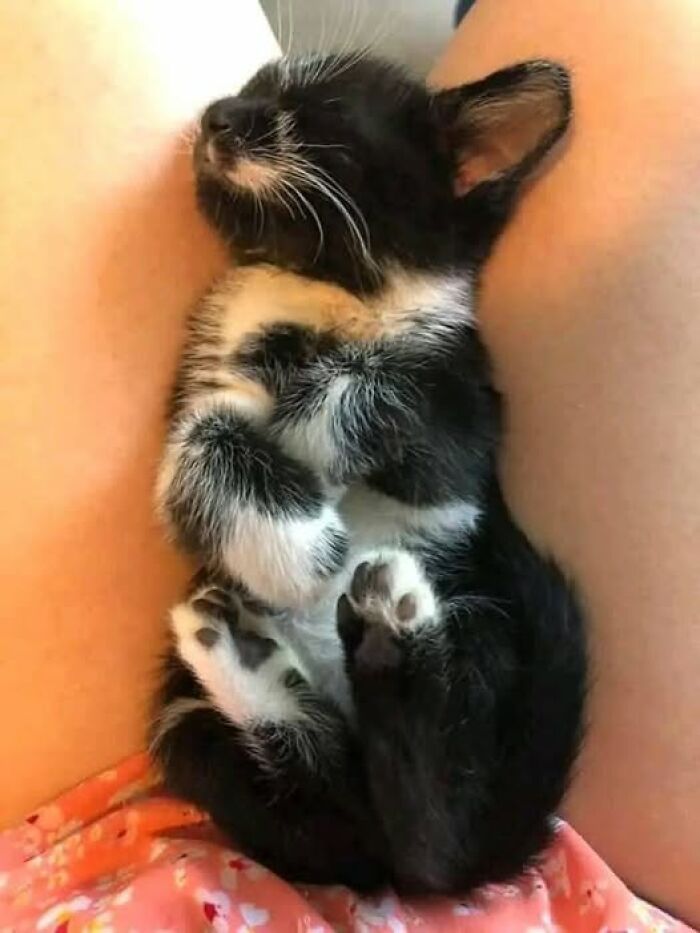 39 Cat Photos So Adorable And Chaotic They Might Just Fix Your Bad Mood Instantly
