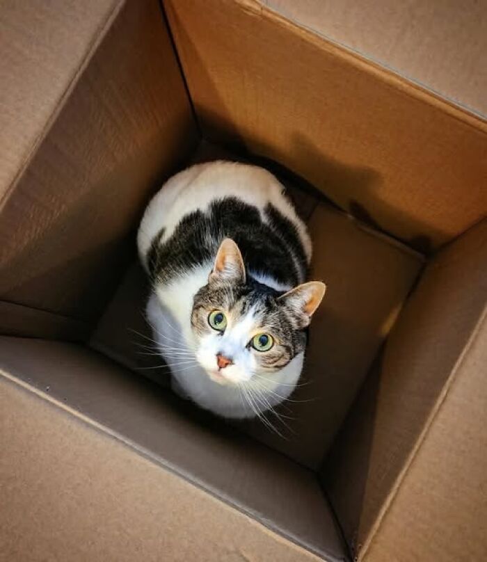 39 Cat Photos So Adorable And Chaotic They Might Just Fix Your Bad Mood Instantly