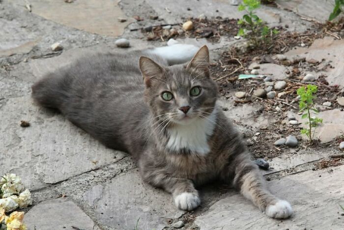39 Cat Photos So Adorable And Chaotic They Might Just Fix Your Bad Mood Instantly