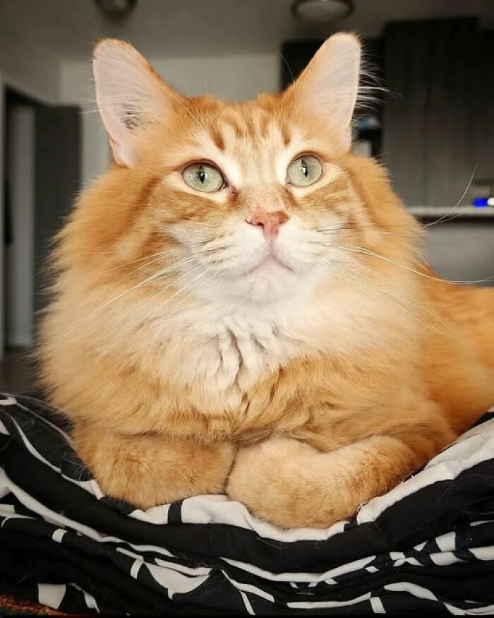 39 Cat Photos So Adorable And Chaotic They Might Just Fix Your Bad Mood Instantly