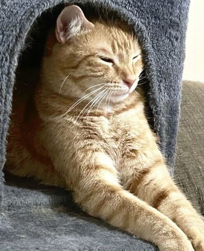 39 Cat Photos So Adorable And Chaotic They Might Just Fix Your Bad Mood Instantly