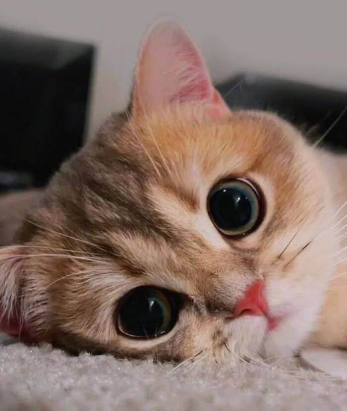 39 Cat Photos So Adorable And Chaotic They Might Just Fix Your Bad Mood Instantly