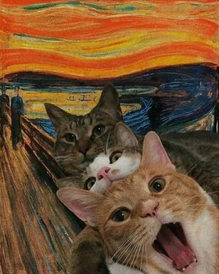 39 Cat Photos So Adorable And Chaotic They Might Just Fix Your Bad Mood Instantly