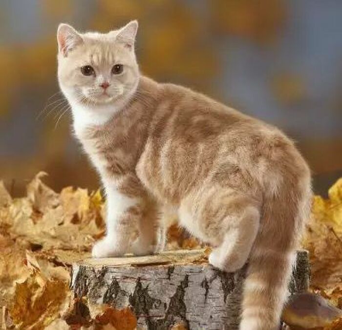 39 Cat Photos So Adorable And Chaotic They Might Just Fix Your Bad Mood Instantly