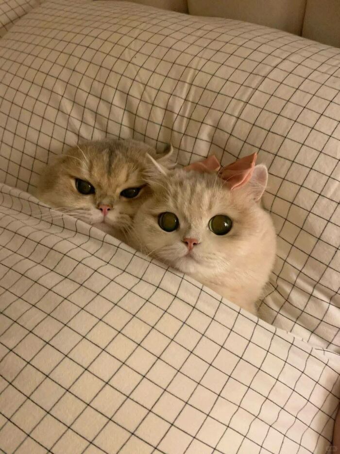 39 Cat Photos So Adorable And Chaotic They Might Just Fix Your Bad Mood Instantly
