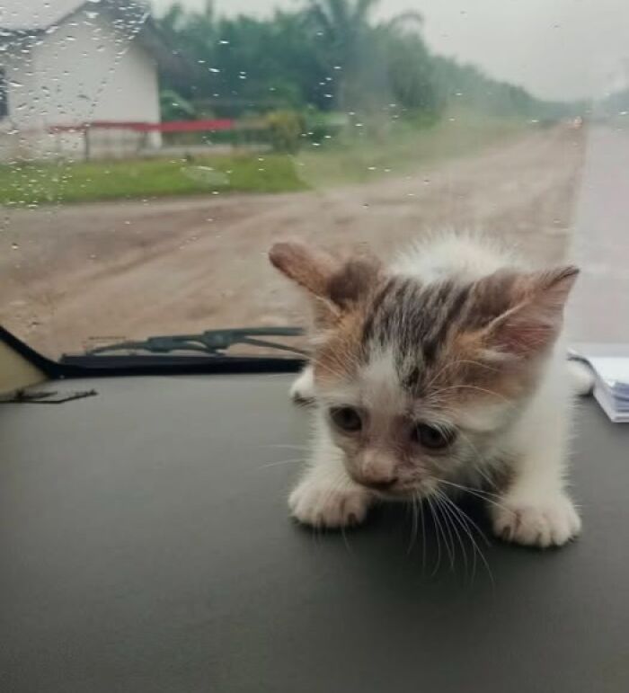 39 Cat Photos So Adorable And Chaotic They Might Just Fix Your Bad Mood Instantly