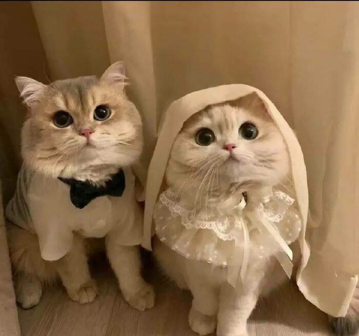 39 Cat Photos So Adorable And Chaotic They Might Just Fix Your Bad Mood Instantly