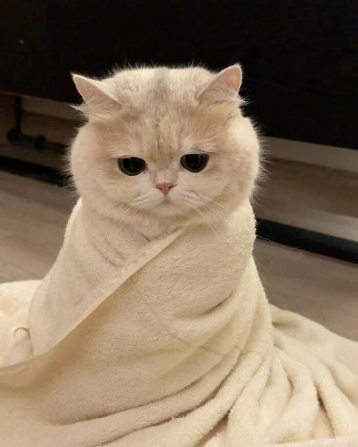 39 Cat Photos So Adorable And Chaotic They Might Just Fix Your Bad Mood Instantly