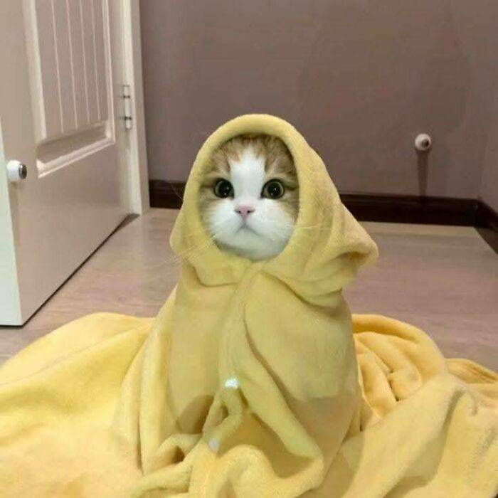 39 Cat Photos So Adorable And Chaotic They Might Just Fix Your Bad Mood Instantly