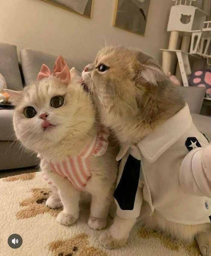 39 Cat Photos So Adorable And Chaotic They Might Just Fix Your Bad Mood Instantly