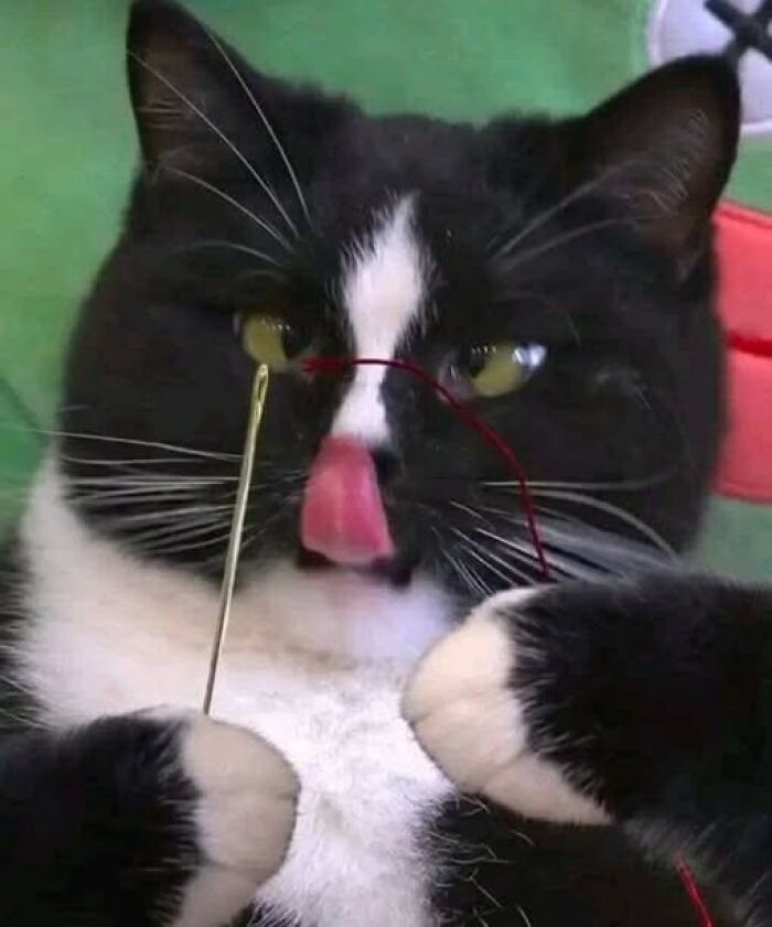 39 Cat Photos So Adorable And Chaotic They Might Just Fix Your Bad Mood Instantly