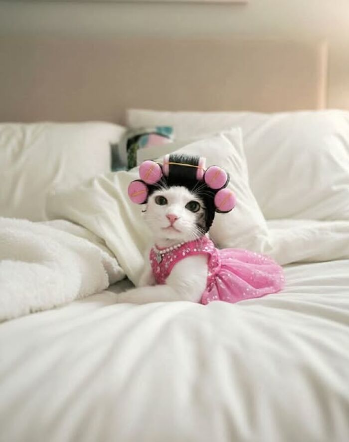 39 Cat Photos So Adorable And Chaotic They Might Just Fix Your Bad Mood Instantly
