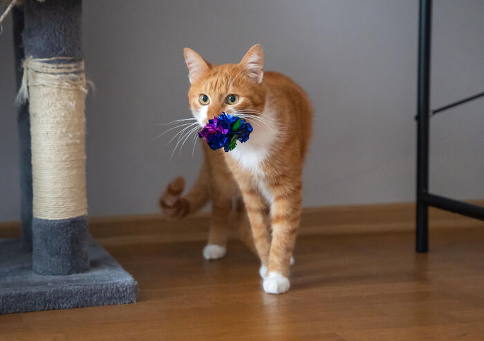 40 Hilariously Destructive Things Cats Have Done And Possible &#8220;Apologies&#8221; They Gave After That