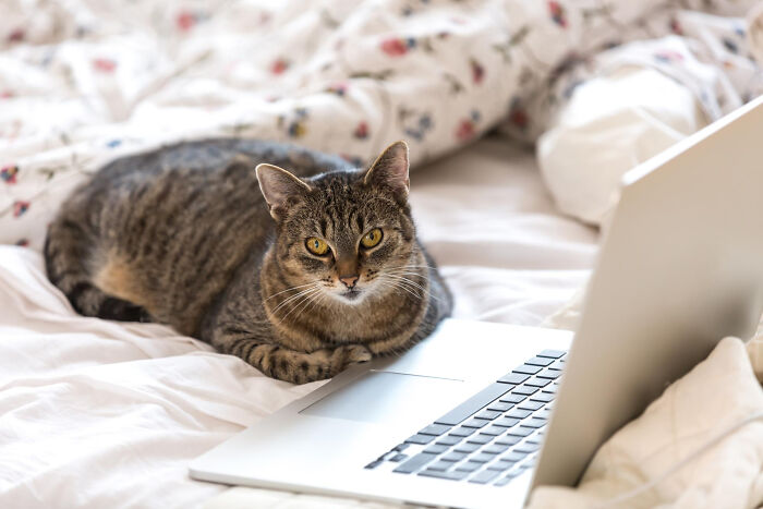 40 Hilariously Destructive Things Cats Have Done And Possible &#8220;Apologies&#8221; They Gave After That