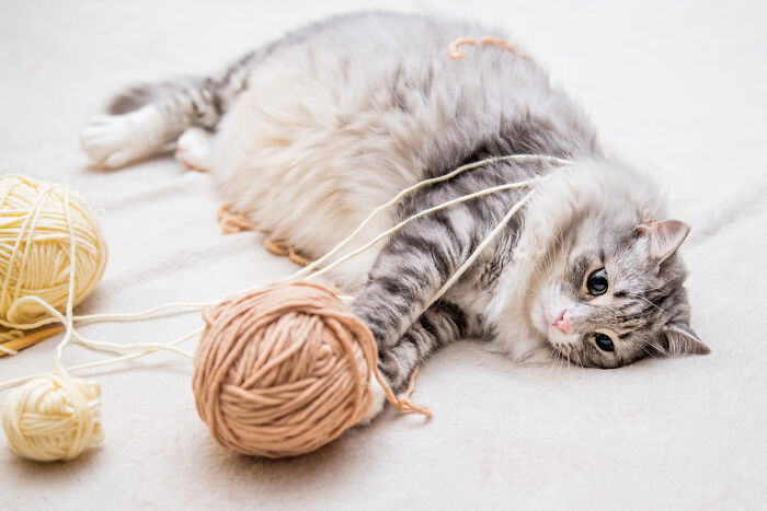 40 Hilariously Destructive Things Cats Have Done And Possible &#8220;Apologies&#8221; They Gave After That