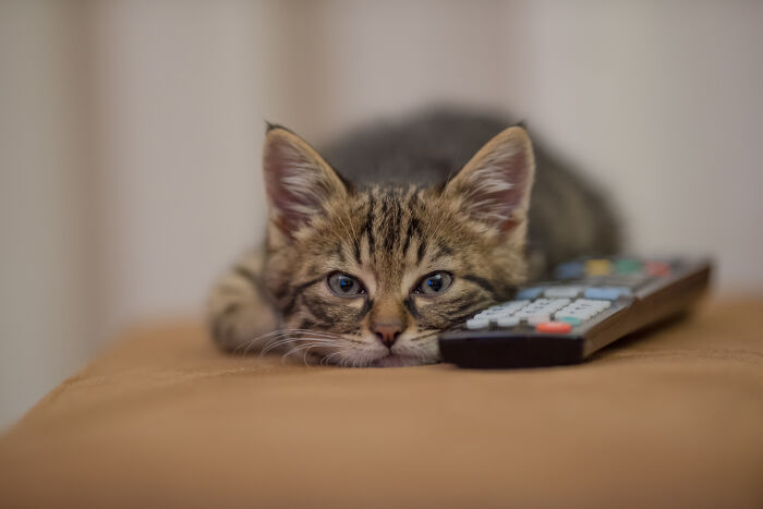 40 Hilariously Destructive Things Cats Have Done And Possible &#8220;Apologies&#8221; They Gave After That