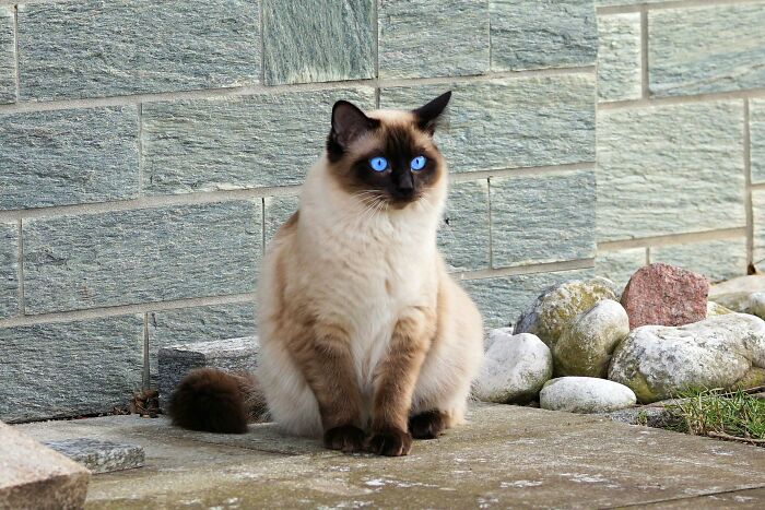 40 Hilariously Destructive Things Cats Have Done And Possible &#8220;Apologies&#8221; They Gave After That