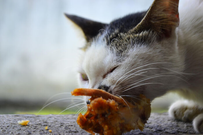 40 Hilariously Destructive Things Cats Have Done And Possible &#8220;Apologies&#8221; They Gave After That