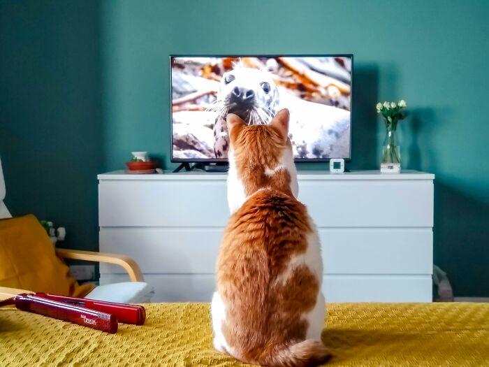 40 Hilariously Destructive Things Cats Have Done And Possible &#8220;Apologies&#8221; They Gave After That