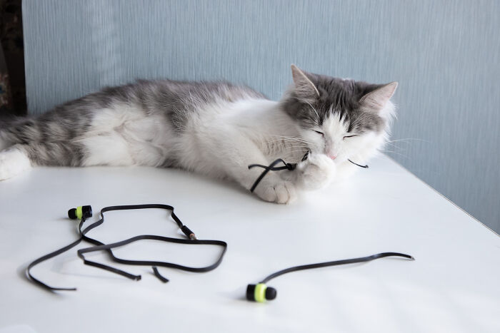 40 Hilariously Destructive Things Cats Have Done And Possible &#8220;Apologies&#8221; They Gave After That