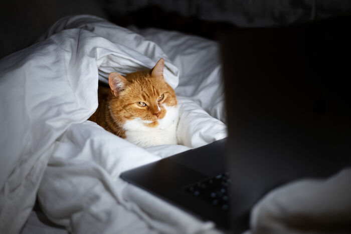 40 Hilariously Destructive Things Cats Have Done And Possible &#8220;Apologies&#8221; They Gave After That