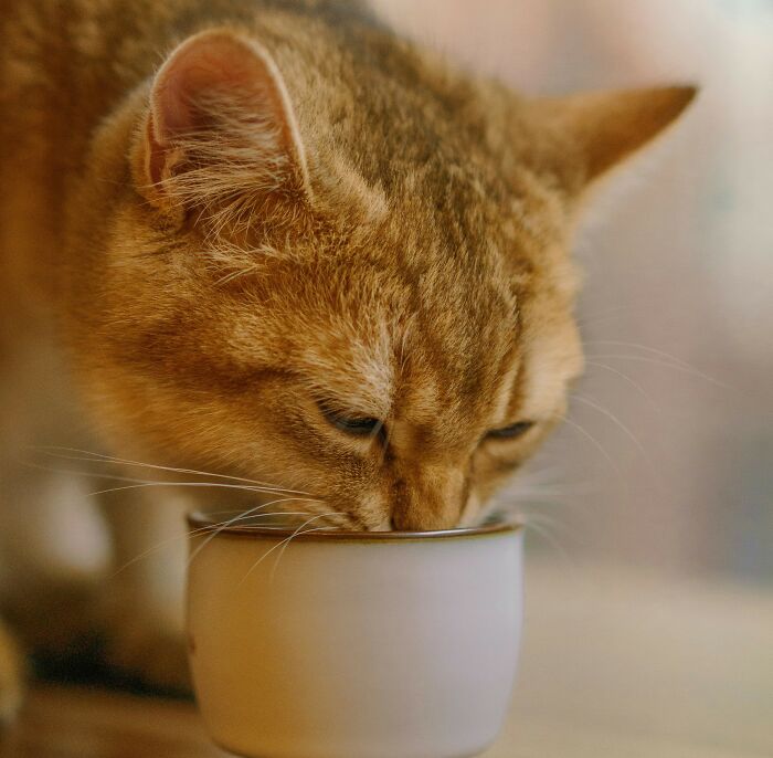 40 Hilariously Destructive Things Cats Have Done And Possible &#8220;Apologies&#8221; They Gave After That