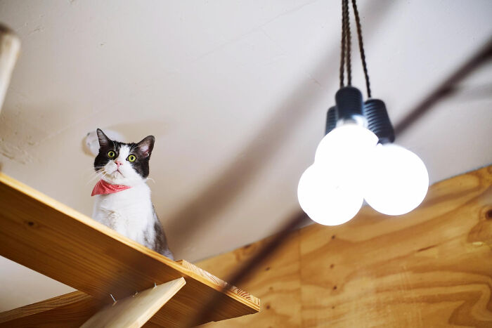 40 Hilariously Destructive Things Cats Have Done And Possible &#8220;Apologies&#8221; They Gave After That