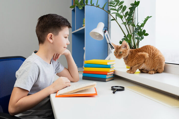 40 Hilariously Destructive Things Cats Have Done And Possible &#8220;Apologies&#8221; They Gave After That