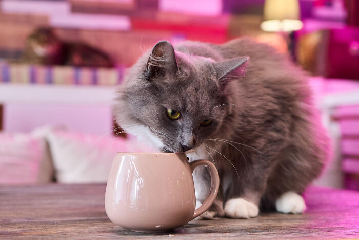40 Hilariously Destructive Things Cats Have Done And Possible &#8220;Apologies&#8221; They Gave After That