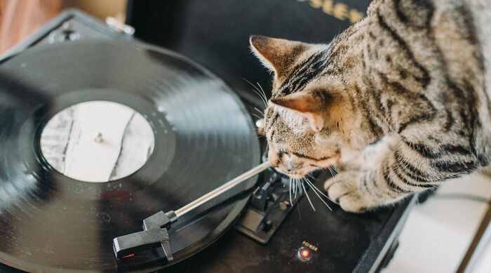 40 Hilariously Destructive Things Cats Have Done And Possible &#8220;Apologies&#8221; They Gave After That