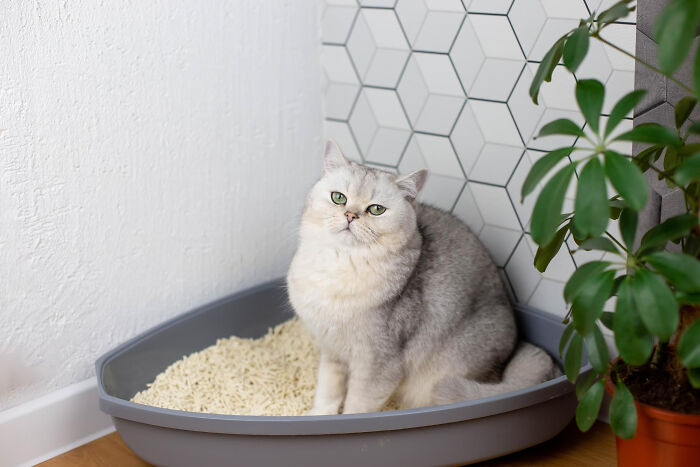 40 Hilariously Destructive Things Cats Have Done And Possible &#8220;Apologies&#8221; They Gave After That