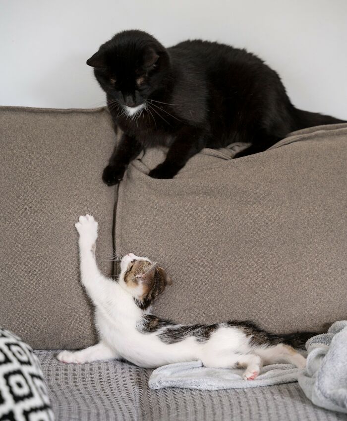 40 Hilariously Destructive Things Cats Have Done And Possible &#8220;Apologies&#8221; They Gave After That