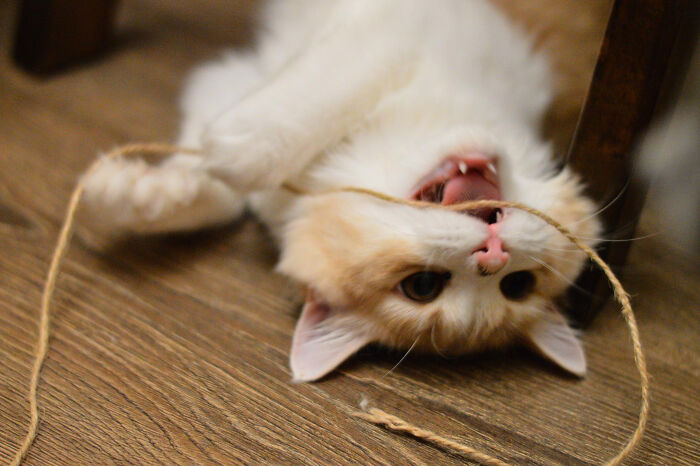 40 Hilariously Destructive Things Cats Have Done And Possible &#8220;Apologies&#8221; They Gave After That