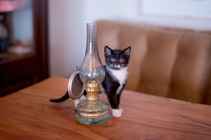 40 Hilariously Destructive Things Cats Have Done And Possible &#8220;Apologies&#8221; They Gave After That