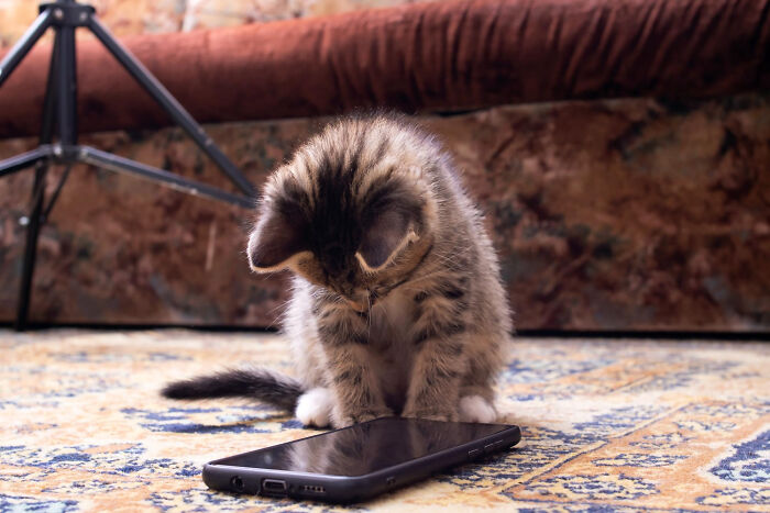 40 Hilariously Destructive Things Cats Have Done And Possible &#8220;Apologies&#8221; They Gave After That