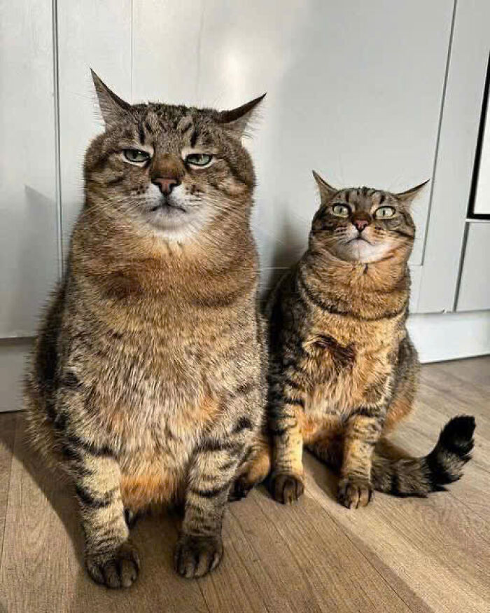 50 Pics Of Cats So Adorable They Should Probably Be Declared National Treasures