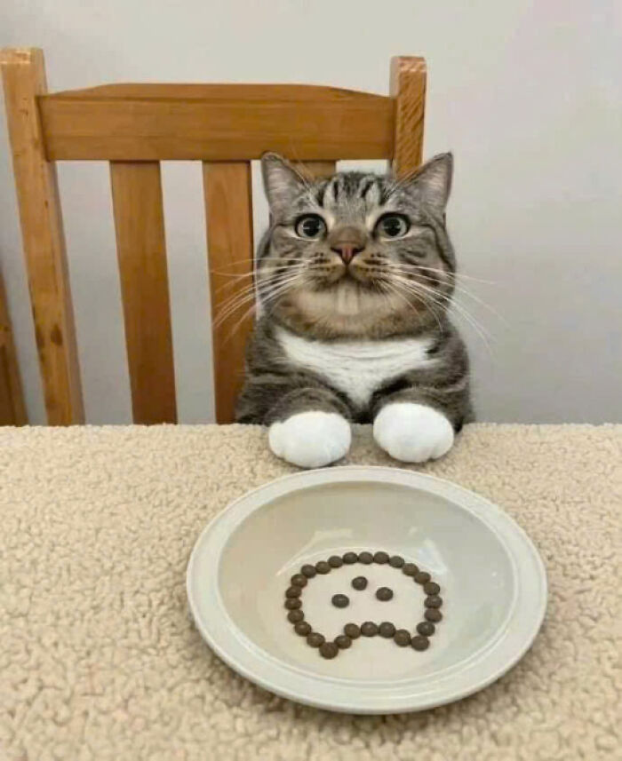 50 Pics Of Cats So Adorable They Should Probably Be Declared National Treasures