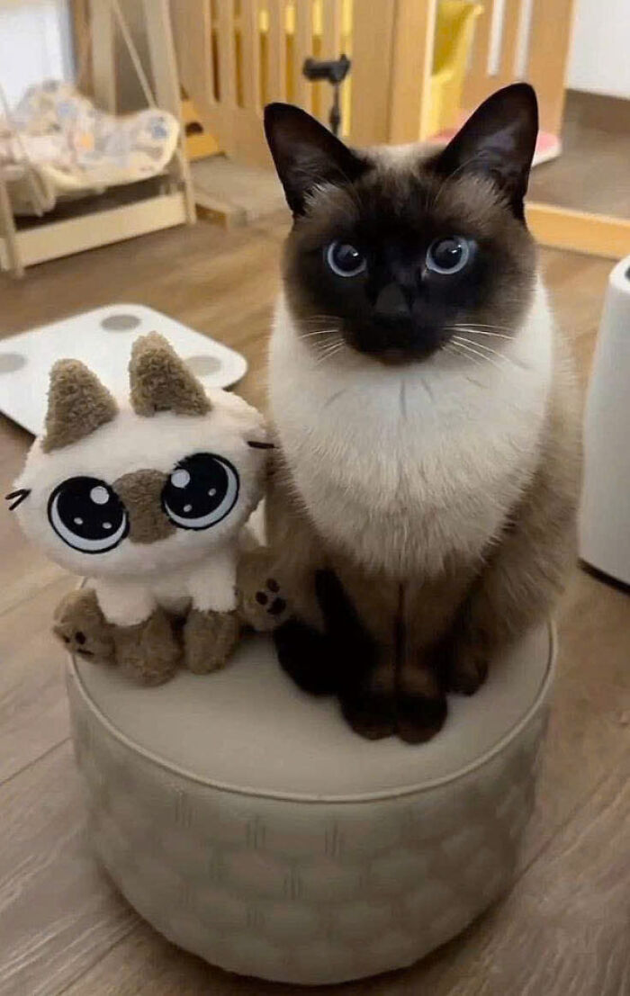 50 Pics Of Cats So Adorable They Should Probably Be Declared National Treasures