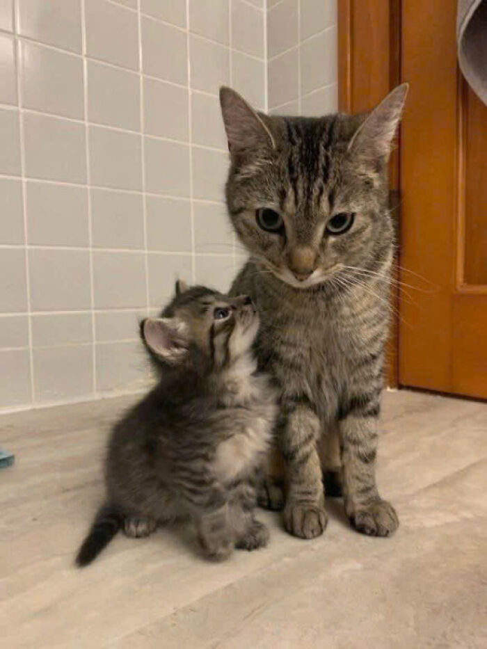 50 Pics Of Cats So Adorable They Should Probably Be Declared National Treasures
