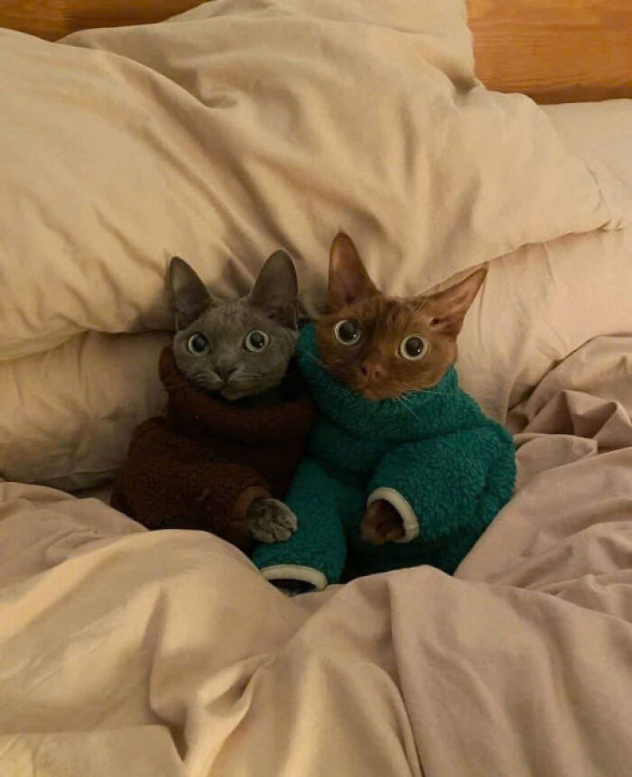 50 Pics Of Cats So Adorable They Should Probably Be Declared National Treasures
