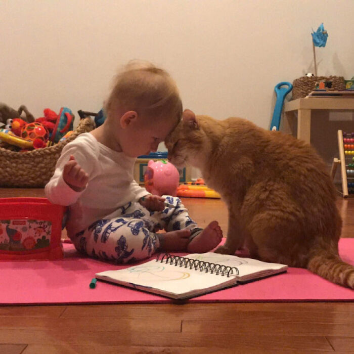 50 Pics Of Cats So Adorable They Should Probably Be Declared National Treasures