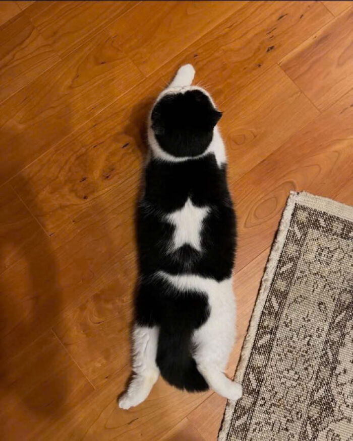 50 Pics Of Cats So Adorable They Should Probably Be Declared National Treasures