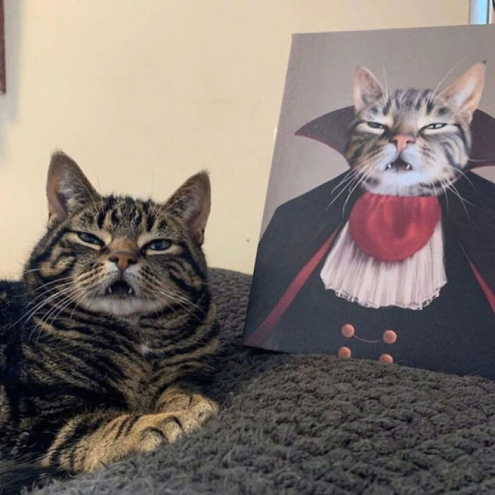 50 Pics Of Cats So Adorable They Should Probably Be Declared National Treasures