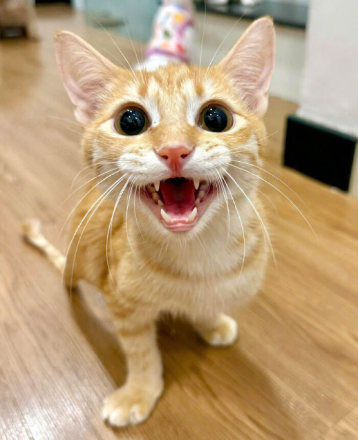 50 Pics Of Cats So Adorable They Should Probably Be Declared National Treasures