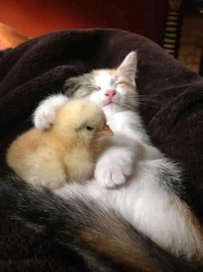 50 Pics Of Cats So Adorable They Should Probably Be Declared National Treasures