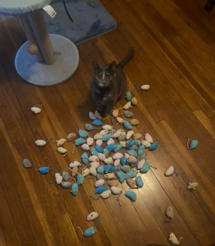 50 Pics Of Cats So Adorable They Should Probably Be Declared National Treasures