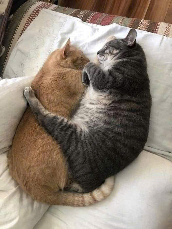 50 Pics Of Cats So Adorable They Should Probably Be Declared National Treasures