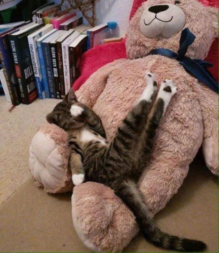 50 Pics Of Cats So Adorable They Should Probably Be Declared National Treasures
